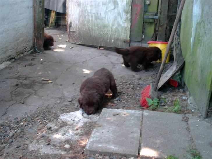 Newfoundlænder rocky billede 7