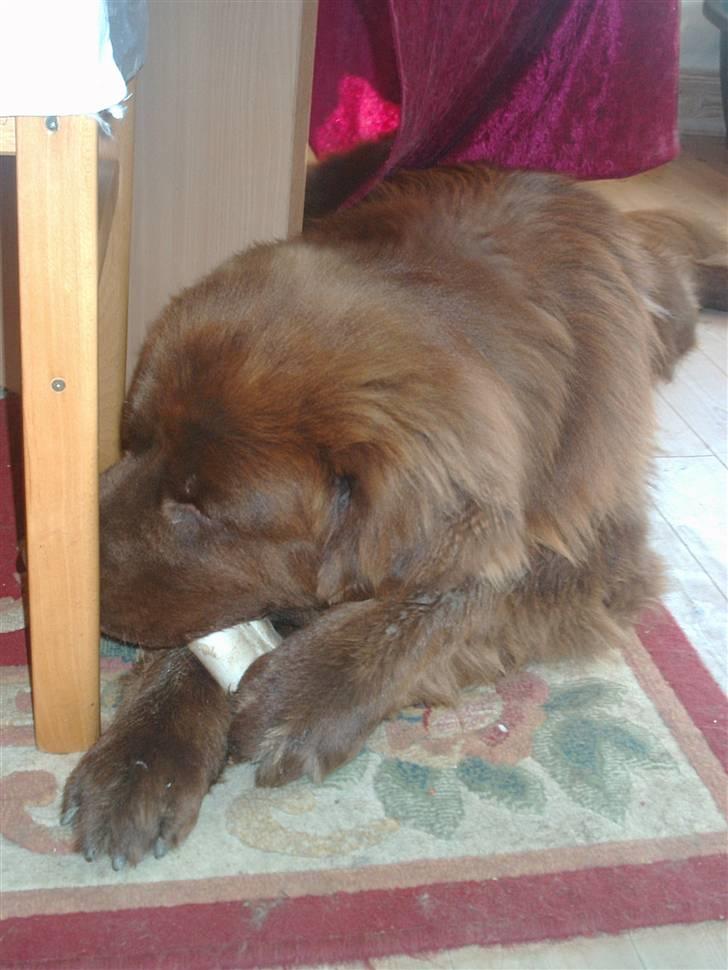 Newfoundlænder rocky billede 8