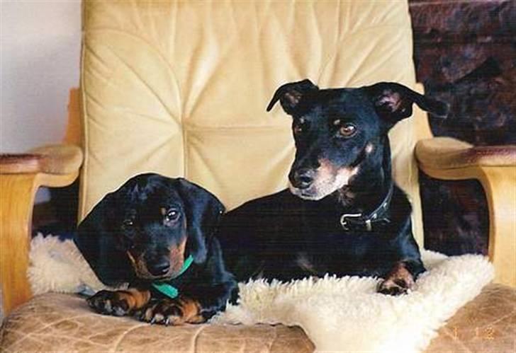 Gravhund Manse - Manse sammen med gamle Lillemand. billede 3