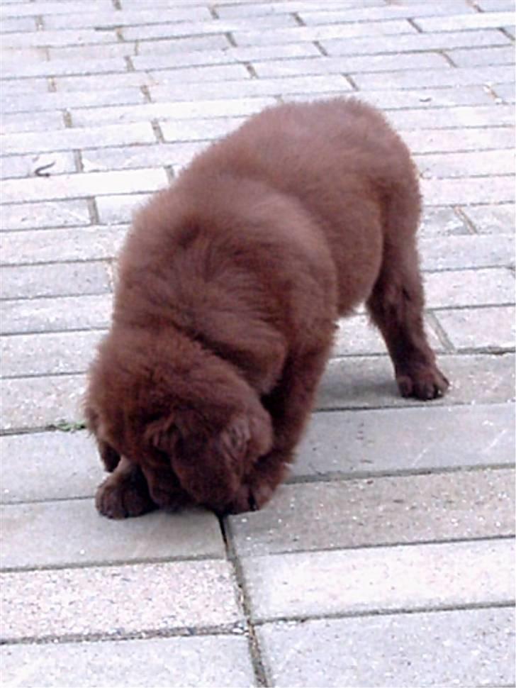 Newfoundlænder rocky billede 9