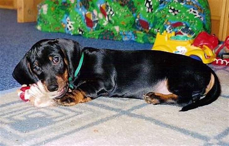Gravhund Manse billede 4