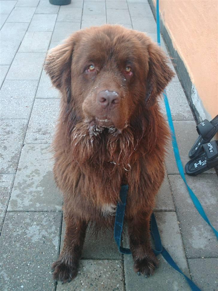 Newfoundlænder rocky billede 10