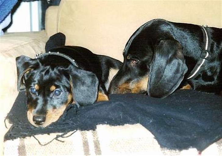 Gravhund Manse - Manse og lille Mille. billede 5