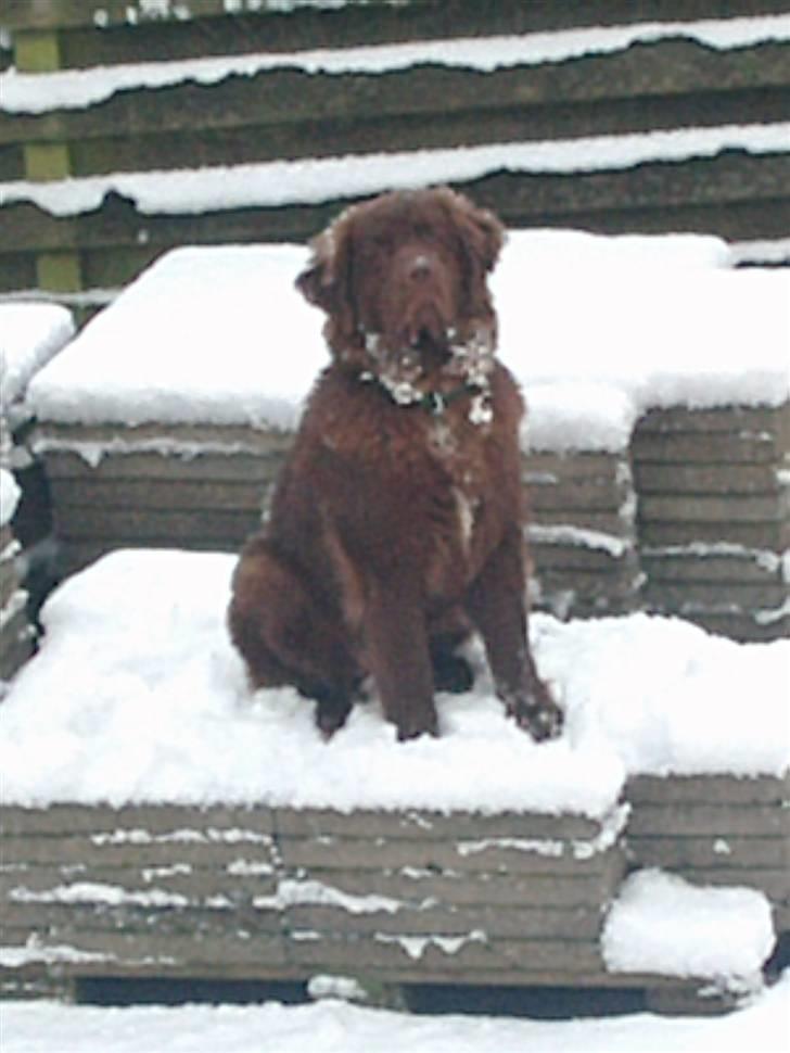 Newfoundlænder rocky billede 11