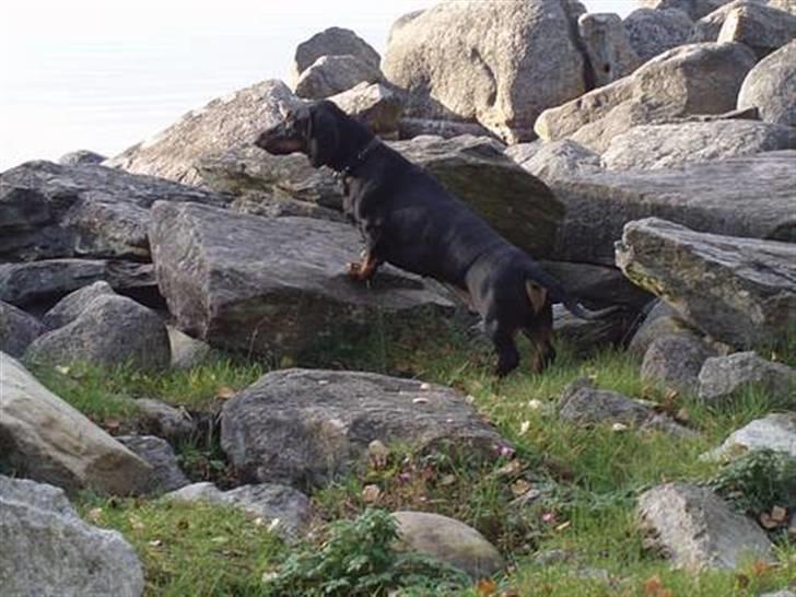 Gravhund Manse billede 7