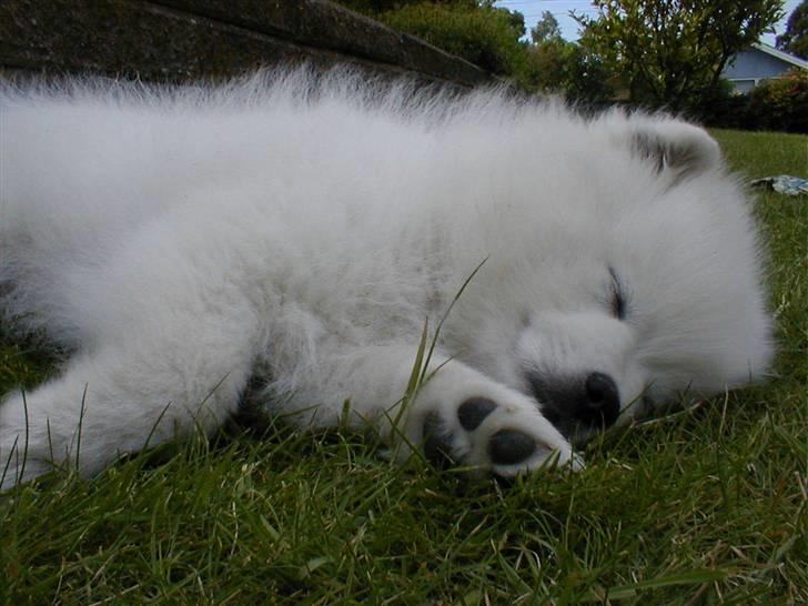 Japansk spids Mikki billede 6