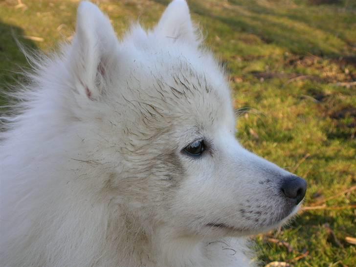 Japansk spids Mikki billede 7