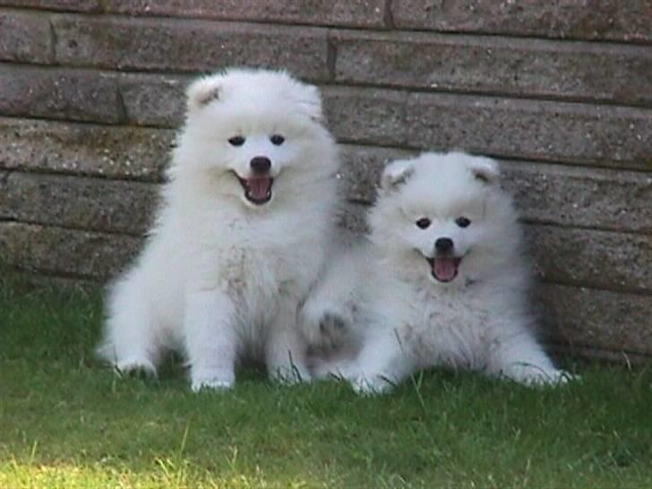 Japansk spids Mikki billede 8