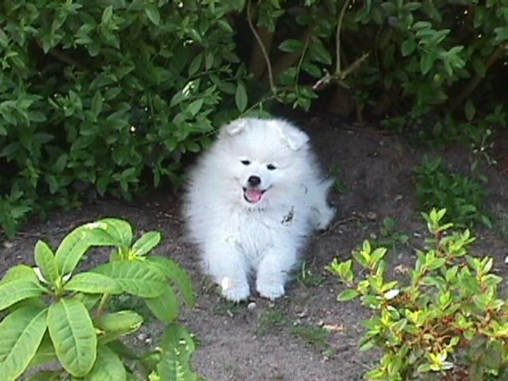 Japansk spids Mikki billede 9