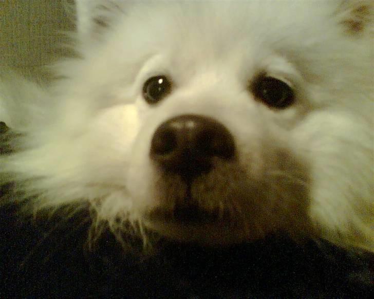 Japansk spids Mikki billede 10