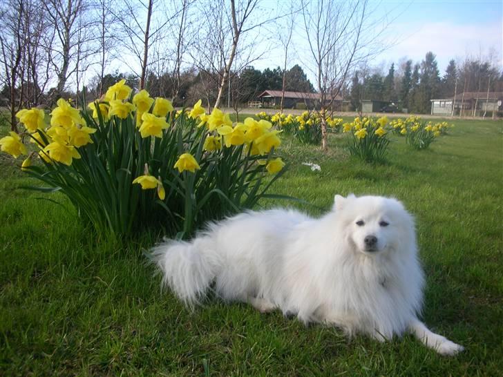 Japansk spids Mikki billede 11