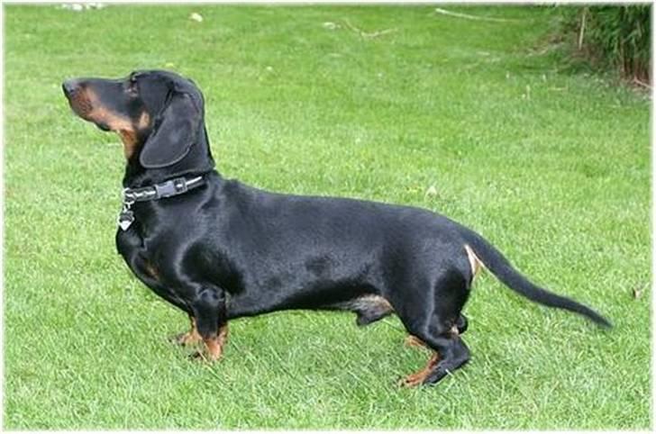 Gravhund Manse billede 8
