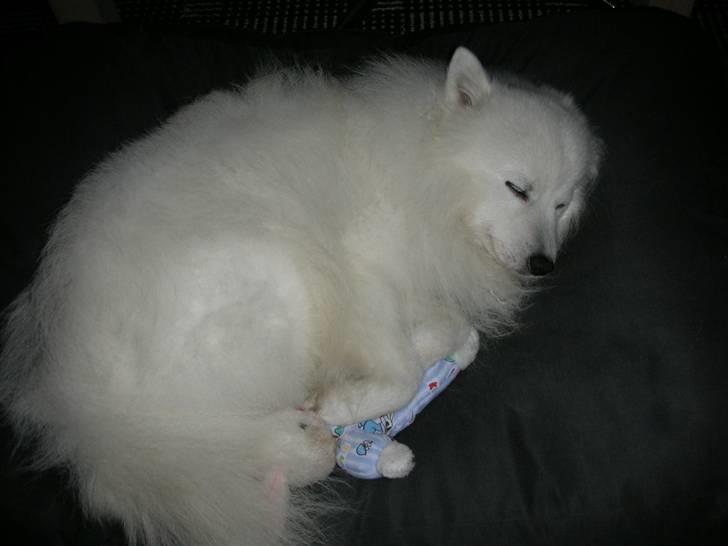 Japansk spids Mikki billede 12