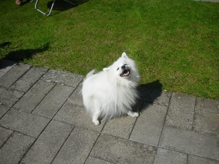 Japansk spids Mikki billede 13