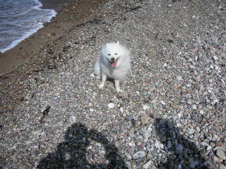 Japansk spids Mikki billede 14