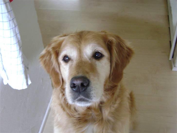 Golden retriever Lucky... billede 9