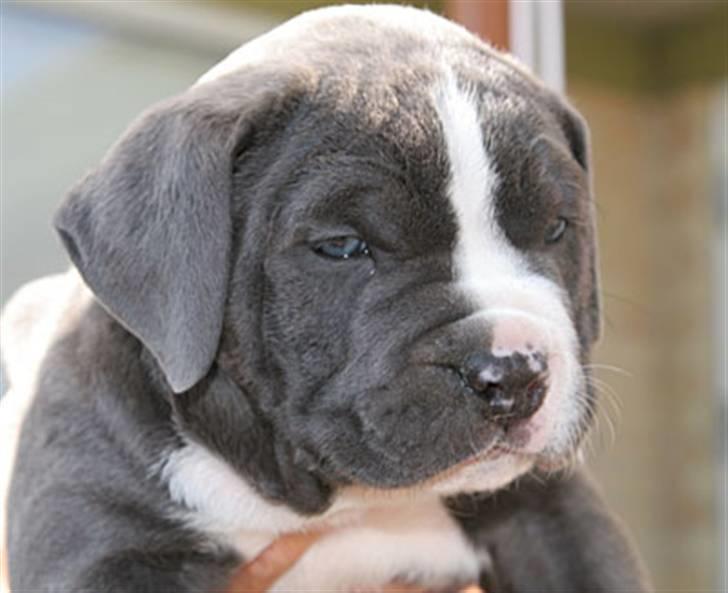 Amerikansk staffordshire terrier Biggie - Vores dejlige basse ! billede 1
