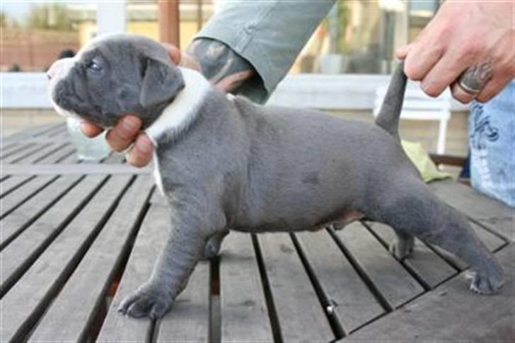 Amerikansk staffordshire terrier Biggie - knap 3 uger billede 2