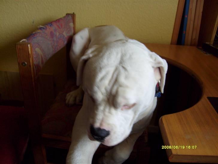 Amerikansk bulldog Bulli hvil i fred :`(  - Her ligger jeg ikk så godt :( billede 7