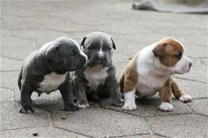 Amerikansk staffordshire terrier Biggie - Mig, min søster og bror...! billede 3