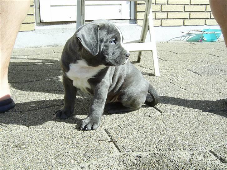 Amerikansk staffordshire terrier Biggie billede 4
