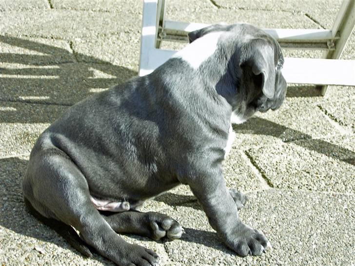 Amerikansk staffordshire terrier Biggie billede 5