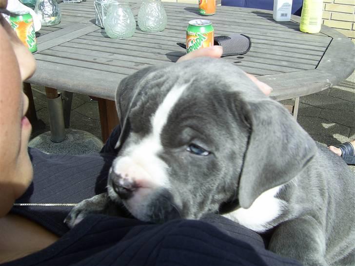 Amerikansk staffordshire terrier Biggie billede 6