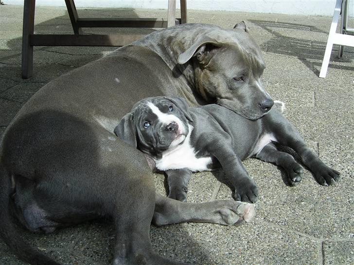 Amerikansk staffordshire terrier Biggie - Mor´s dreng.. billede 7