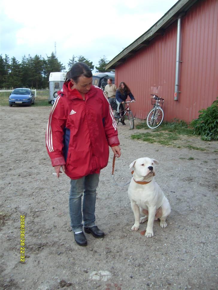 Amerikansk bulldog Bulli hvil i fred :`(  - Venter på vi gå en tur. billede 8