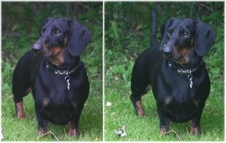 Gravhund Manse billede 9