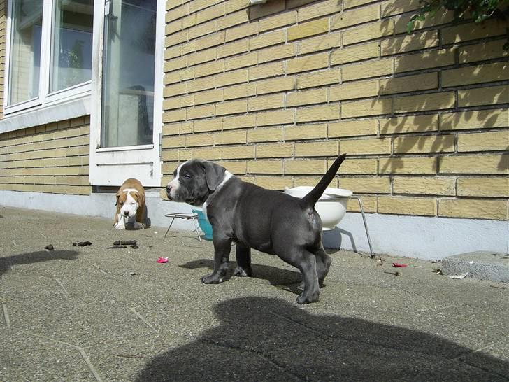Amerikansk staffordshire terrier Biggie - Op med balance-antennen når der skal tisses...  billede 8