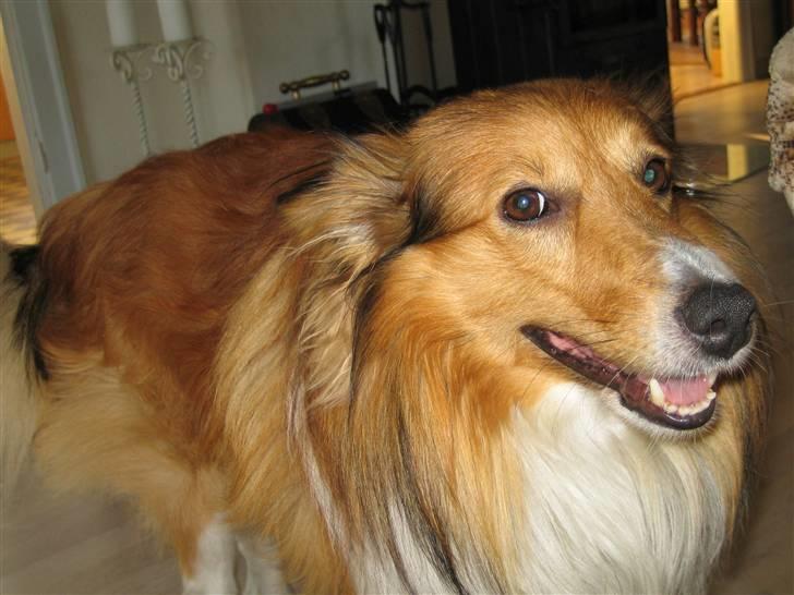 Blanding af racer Mickey Solgt billede 1