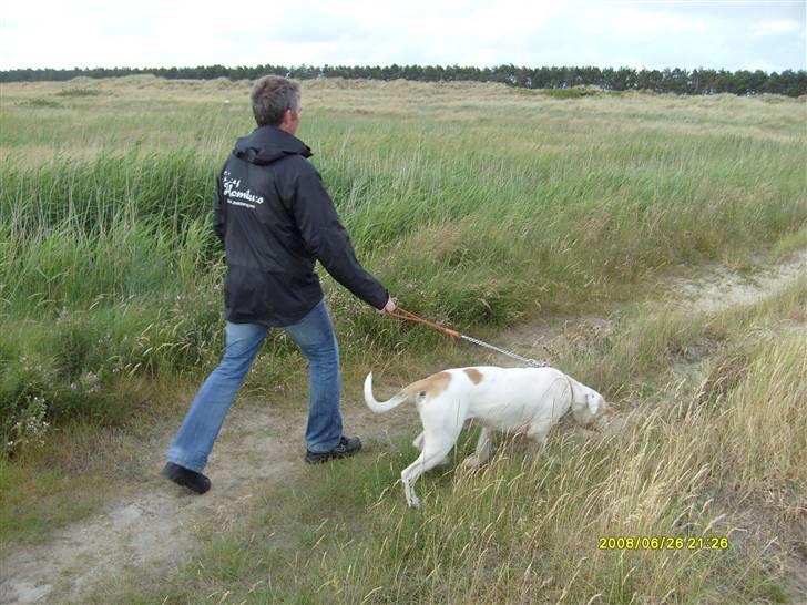 Amerikansk bulldog Bulli hvil i fred :`(  - På Rømø. billede 9