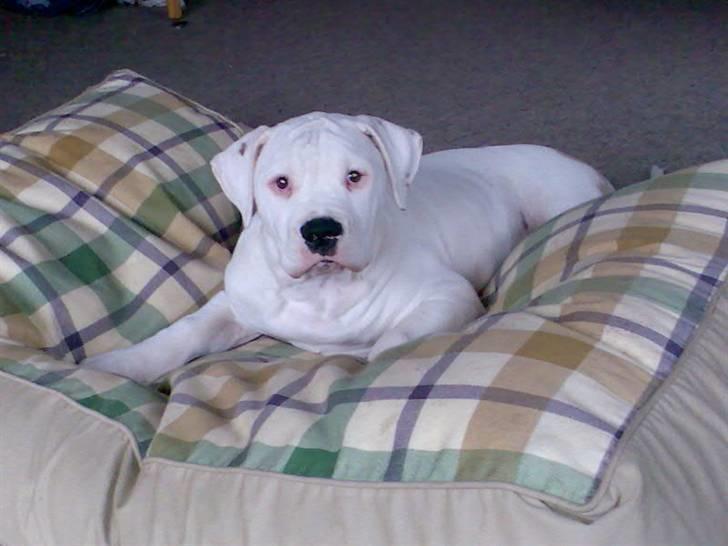 Amerikansk bulldog Bulli hvil i fred :`(  billede 10