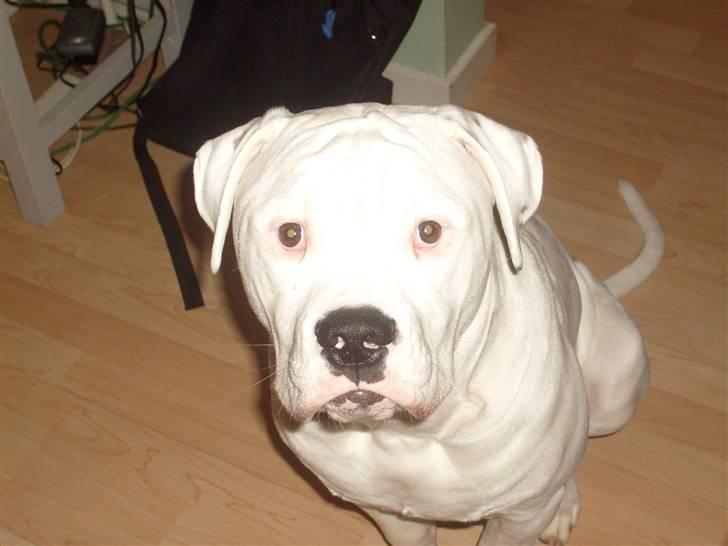 Amerikansk bulldog Bulli hvil i fred :`(  - Er jeg ikke smuk <3 billede 11