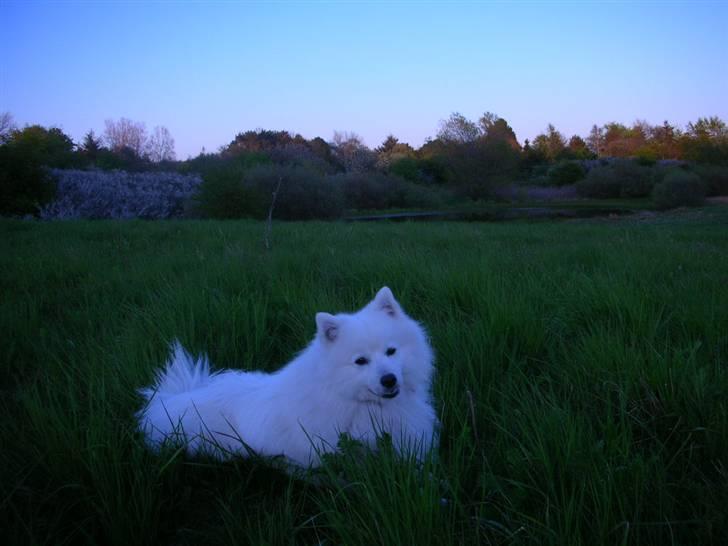 Japansk spids Mikki billede 15