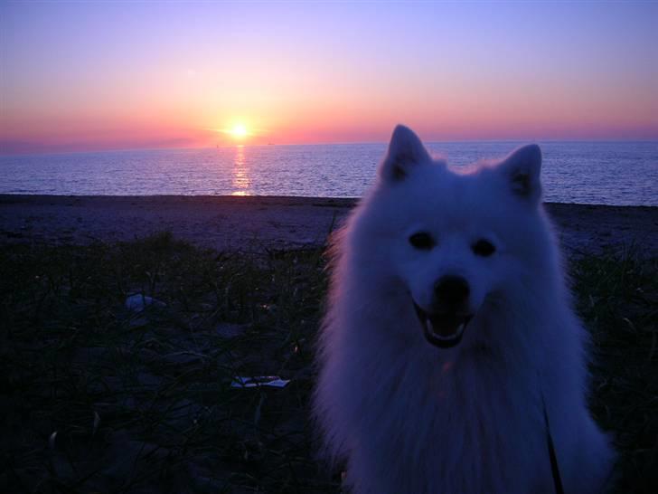 Japansk spids Mikki billede 16