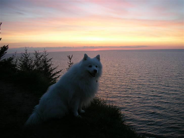 Japansk spids Mikki billede 17