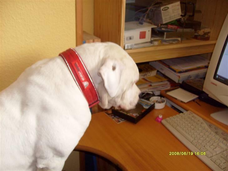 Amerikansk bulldog Bulli hvil i fred :`(  - Jeg vil også spille på computer:) billede 12