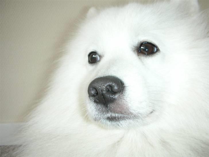 Japansk spids Mikki billede 18