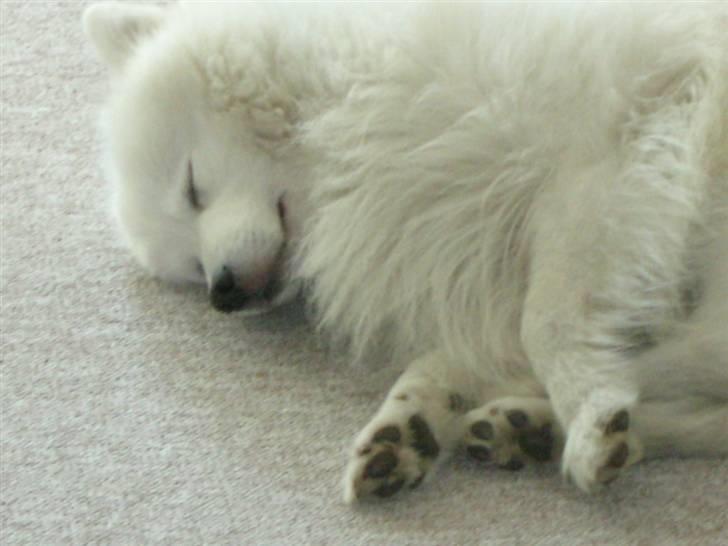 Japansk spids Mikki billede 19