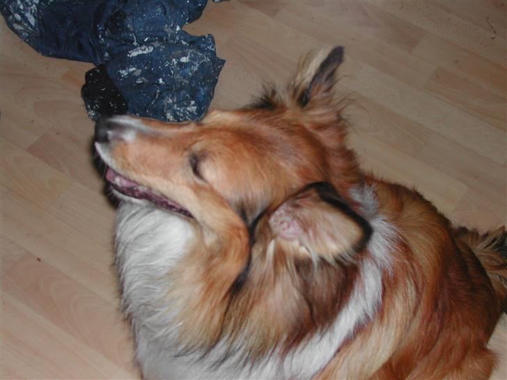 Blanding af racer Mickey Solgt billede 4