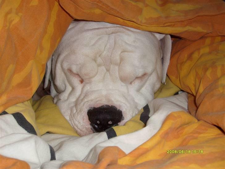 Amerikansk bulldog Bulli hvil i fred :`(  - Her ligger jeg godt:) billede 13