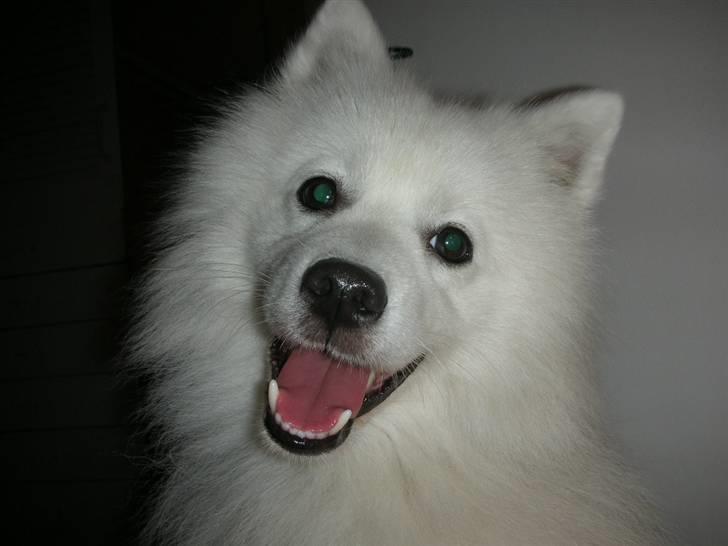 Japansk spids Mikki billede 20