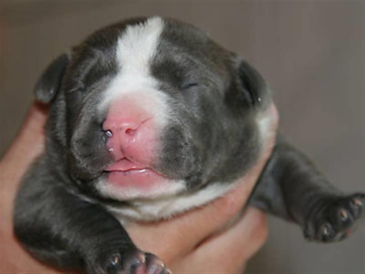 Amerikansk staffordshire terrier Biggie - den 1. uge billede 9