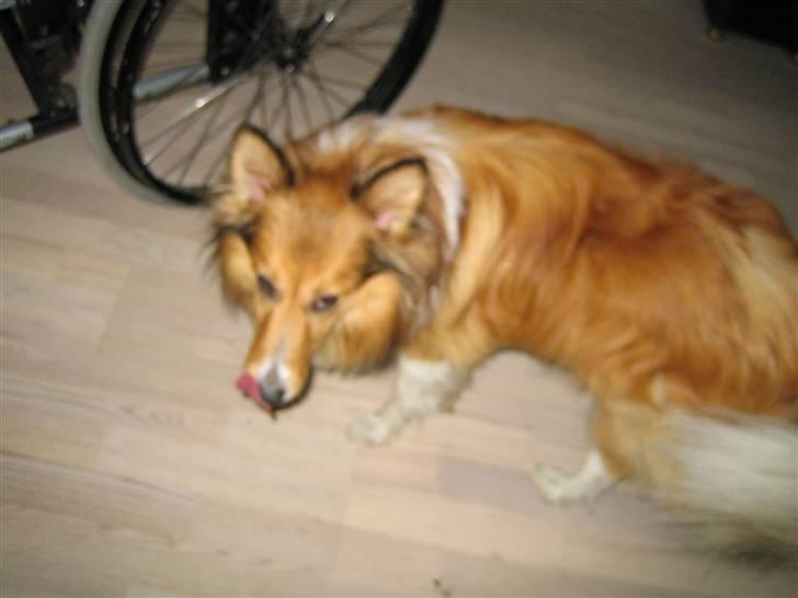 Blanding af racer Mickey Solgt billede 7