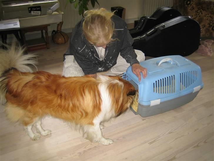 Blanding af racer Mickey Solgt billede 8