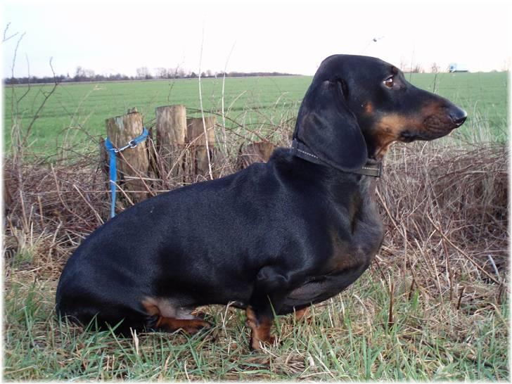 Gravhund Manse - Et profilbillede. billede 10