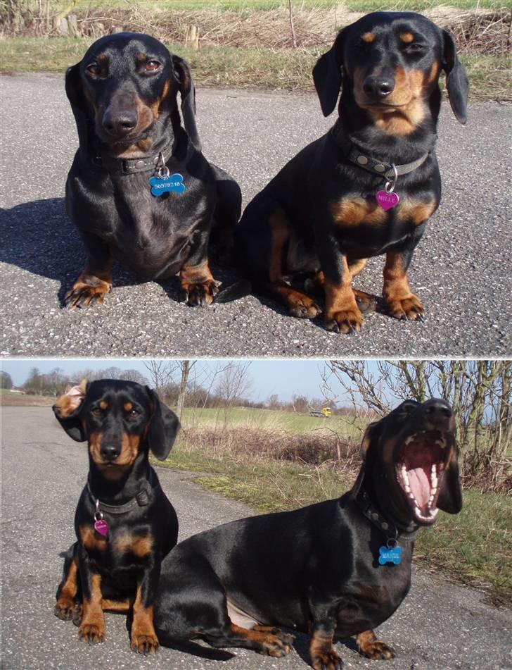 Gravhund Manse billede 11