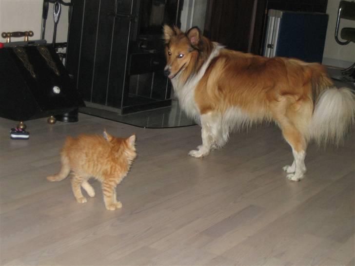 Blanding af racer Mickey Solgt billede 9